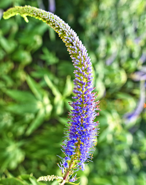 Veronicastrum sacchalinense `Manhattan Skyline`